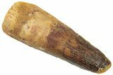 Fossil Spinosaurus Tooth - Real Dinosaur Tooth #322291-1